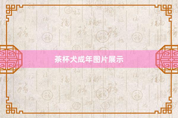 茶杯犬成年图片展示